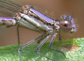 Variable Dancer